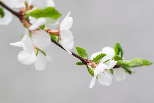 Spring day. A branch of cherry blossoms. Flowering apricot on a sunny day, cherry blossoms in spring.Close up flowers.Sakura against the blue sky.