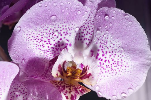 Orchid close up.Colorful macro image of an orchid, the tropical flower .Beautiful orchid flower , background .