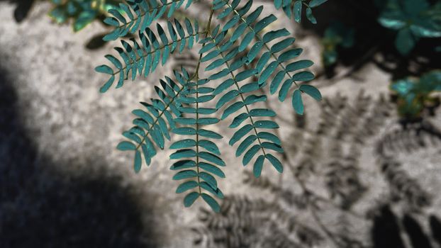 Natural green leaf or leave with shadow near big rock. Copy space background