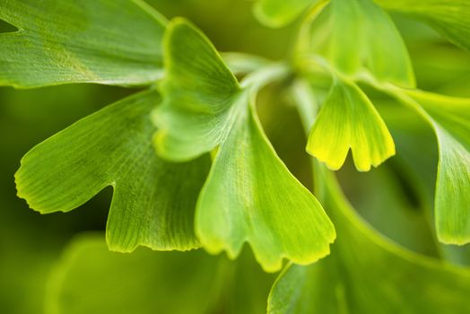 Green leaves in golden sunshine. Natural blurred background. Gingko biloba leaves in nature with sunshine