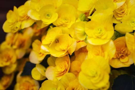 Yellow flowers begonias. Begonia blooming in the garden.Beautiful yellow Begonia Big Flower Scientific .Soft focus.Selective focus