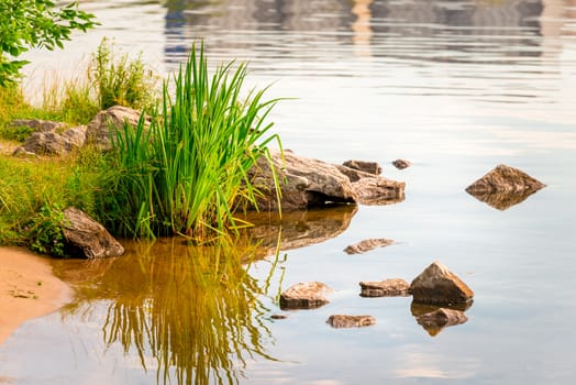 Closeup of the shore of the pond, in the frame of water, grass and stone