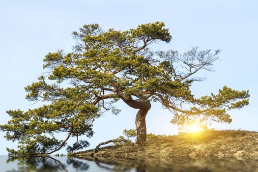 Tree with gnarled branches on hill under blue sky horizontal with flare