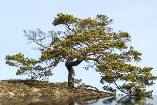 Tree with gnarled branches on hill under blue sky horizontal with flare