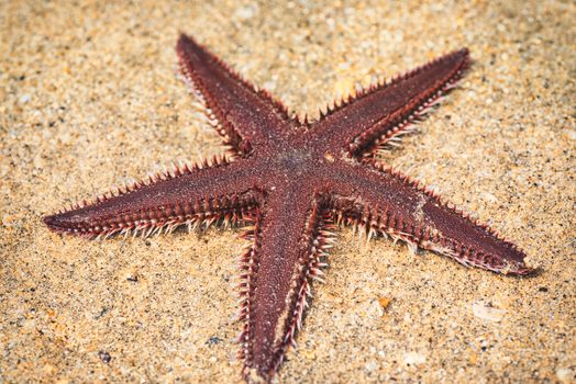 Starfish lying on the sand. Starfish lying on the sand on the beach.