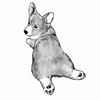 Pembroke Welsh Corgi Dog doodle hand drawn isolated on white background