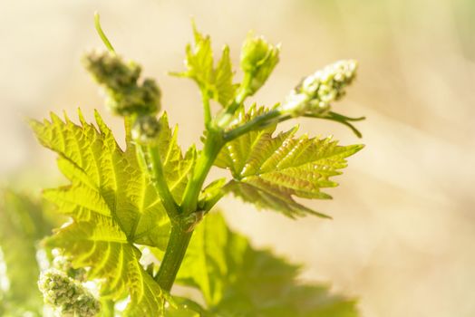 Young grapes with flowering tassels, young shoots of grape macro shot on a sunny day.Young sprout of grapes on a sunny day.