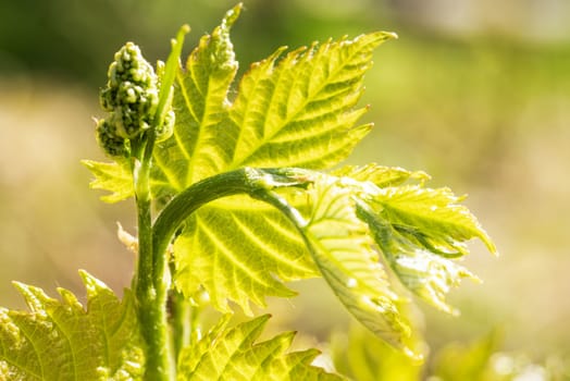 Young grapes with flowering tassels, young shoots of grape macro shot on a sunny day.Young sprout of grapes on a sunny day.