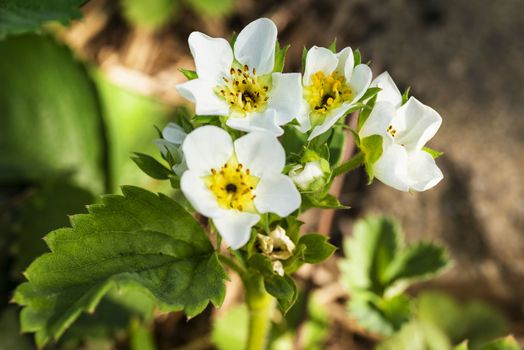 Flowering strawberries.Fresh Strawberry flowers in strawberry garden.Landscape of strawberry garden with sunrise.