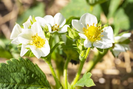 Flowering strawberries.Fresh Strawberry flowers in strawberry garden.Landscape of strawberry garden with sunrise.