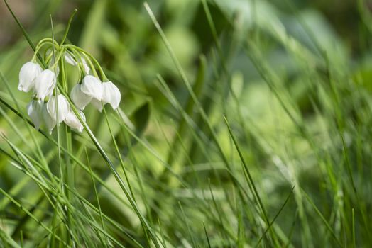White spring flower on a green glade. Fresh green well complementing the white Snowdrop blossoms.Snowdrop spring flowers.