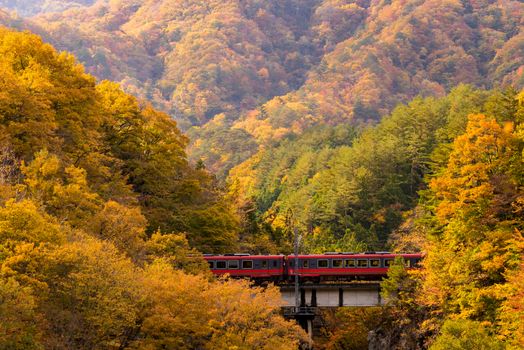 Autumn fall foliage with red train commuter in Fukushima Japan