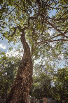 View from below of some very tall trees including some palm trees in the Chichén Itzá Mayan complex. Vertical Shot.