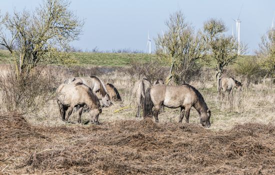 Dutch National Park Slikken van Heen with Konik horses passing in the winter landscape