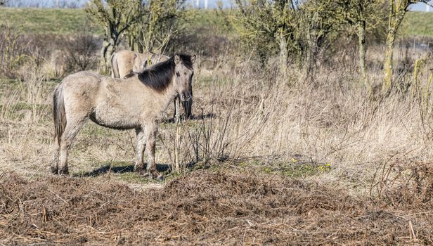 Dutch National Park Slikken van Heen with Konik horses passing in the winter landscape