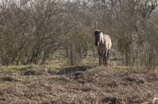 Dutch National Park Slikken van Heen with one single Konik horse passing in the winter landscape