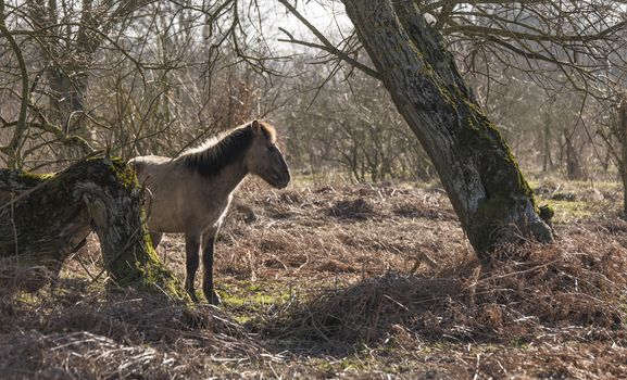 Dutch National Park Slikken van Heen with one single Konik horse passing in the winter landscape