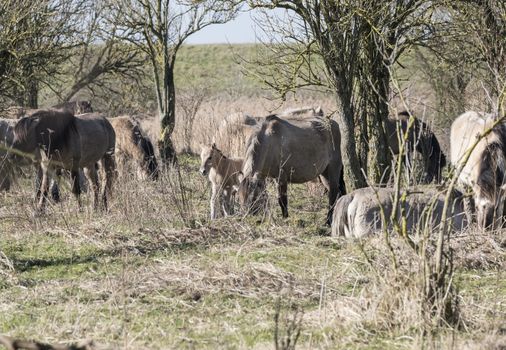 Dutch National Park Slikken van Heen with Konik horses with young foal passing in the winter landscape