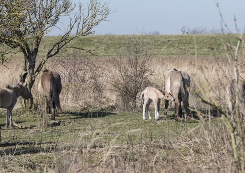Dutch National Park Slikken van Heen with Konik horses with young foal drinking milk with mother passing in the winter landscape
