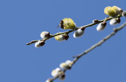 Risen blooming inflorescences male flowering catkin or ament on a Salix , willow in early spring before the leaves. Collect pollen from flowers and buds. Honey plants Europe with wasp