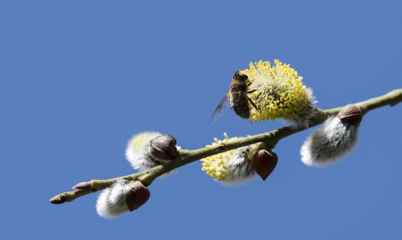 Risen blooming inflorescences male flowering catkin or ament on a Salix , willow in early spring before the leaves. Collect pollen from flowers and buds. Honey plants Europe with wasp