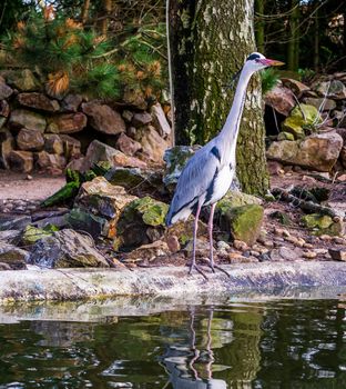 Grey heron standing at the water side waiting for fish, beautiful portrait of a common Dutch bird