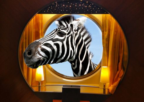 zebra face in the round ship porthole.