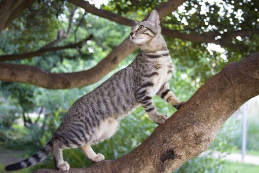 A striped kitten with a funny little face on a walk climbs a tree in the garden. Closeup photo.