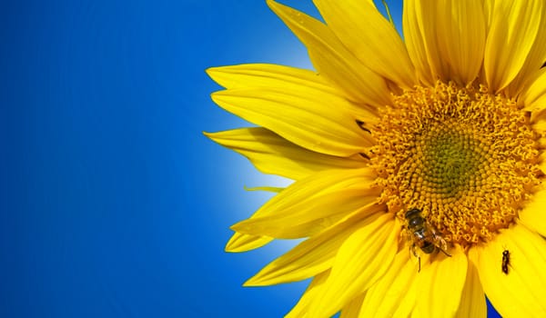 Sunflower yellow flower. Bee sitting on a flower.