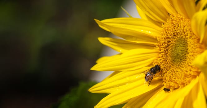 Sunflower yellow flower. Bee sitting on a flower.