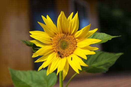 Sunflower yellow flower. Bee sitting on a flower.