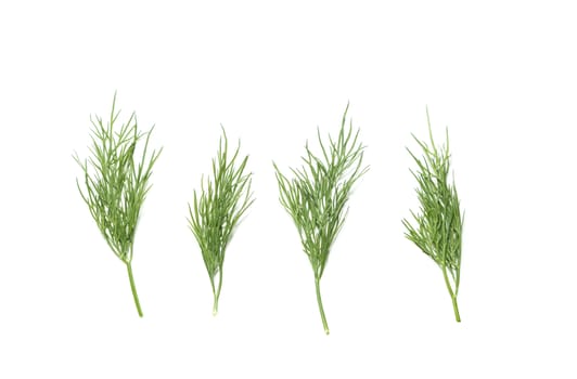 bunch fresh, green dill on a white background