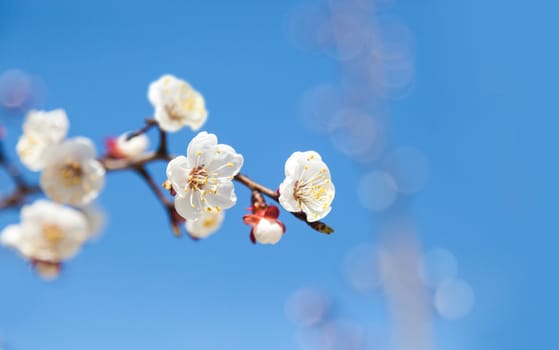 Cherry tree flowers with blue sky. Blured concept