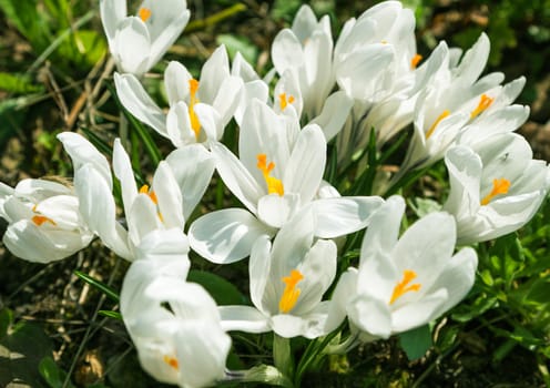 White crocus flowers bloom in the sunlight of a spring garden. Blured concept