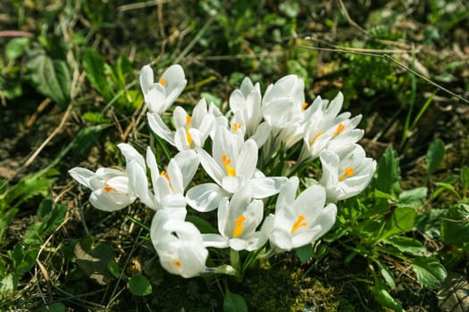 White crocus flowers bloom in the sunlight of a spring garden. Blured concept