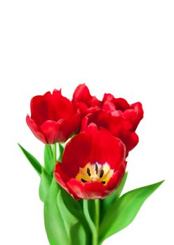 Bouquet red tulips isolated on white background. Bluren concept