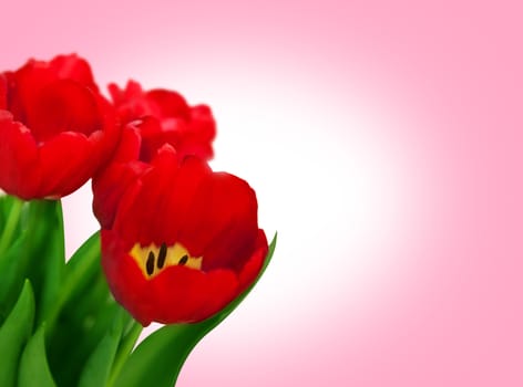 Bouquet red tulips isolated on pink background. Bluren concept