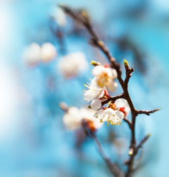Vintage photo of cherry tree flowers with blue sky. Blured concept