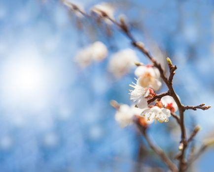 Vintage photo of cherry tree flowers with blue sky. Blured concept