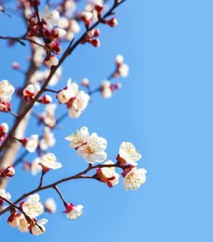 Cherry tree flowers with blue sky. Blured concept