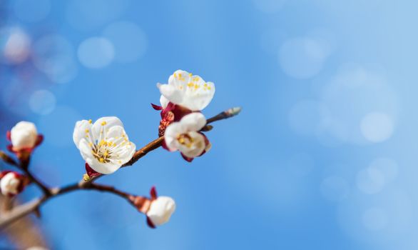 Cherry tree flowers with blue sky. Blured concept