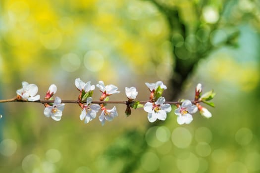 Cherry tree flowers with green background. Blured concept