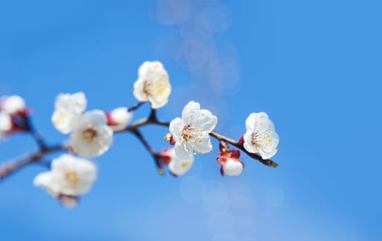 Cherry tree flowers with blue sky. Blured concept