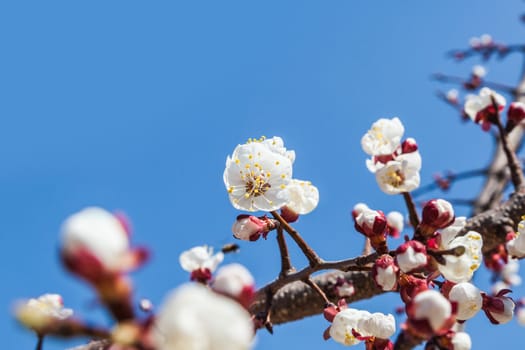 Cherry tree flowers with blue sky. Blured concept