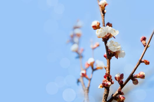 Cherry tree flowers with blue sky. Blured concept