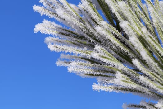 Pine-tree branch covered with frost on a sunny winter day