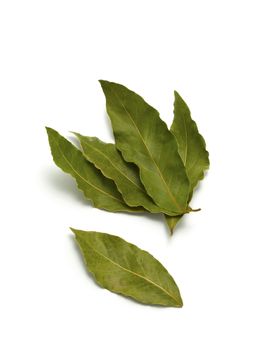 Bay leaves isolated on white background