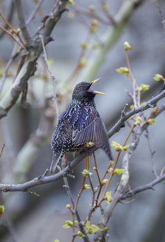 Common Starling (Sturnus vulgaris), also known as the European Starling or just Starling.