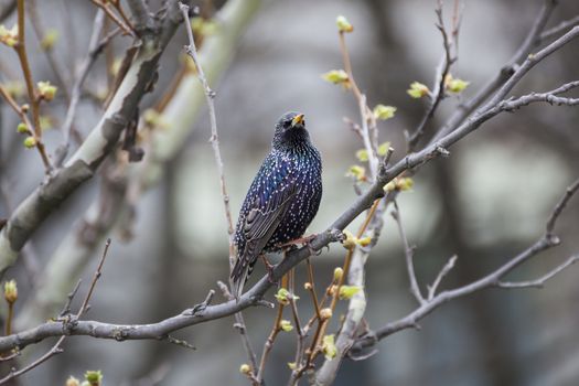 Common Starling (Sturnus vulgaris), also known as the European Starling or just Starling.