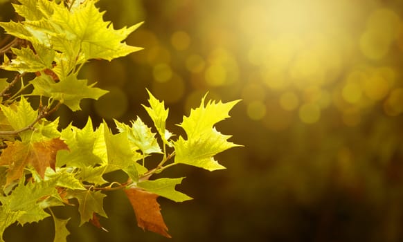 Yellow maple leaves in focus against blurred orange background, autumnal coloring